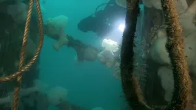 ACE Wreck Dive